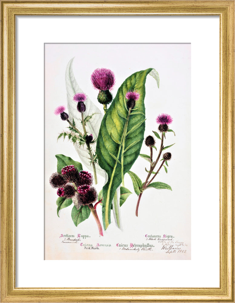 Thistle by Charlotte Cowan Pearson