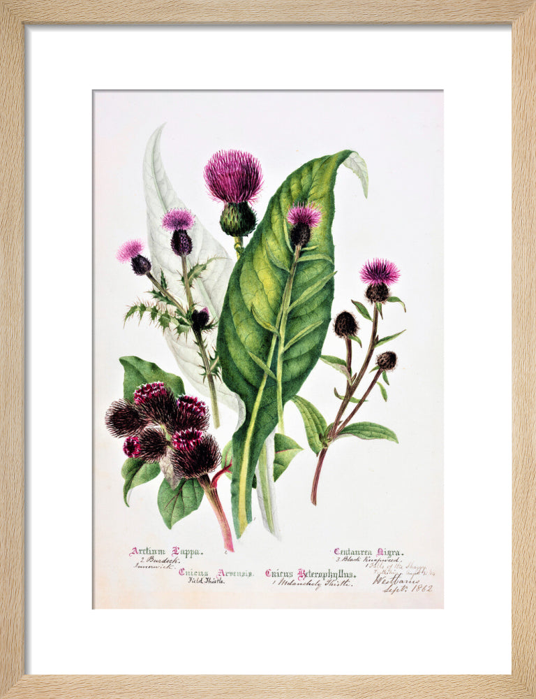 Thistle by Charlotte Cowan Pearson