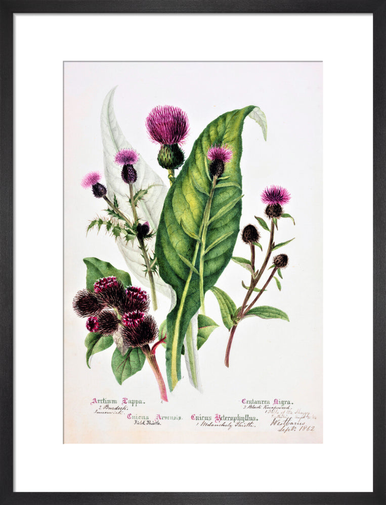Thistle by Charlotte Cowan Pearson