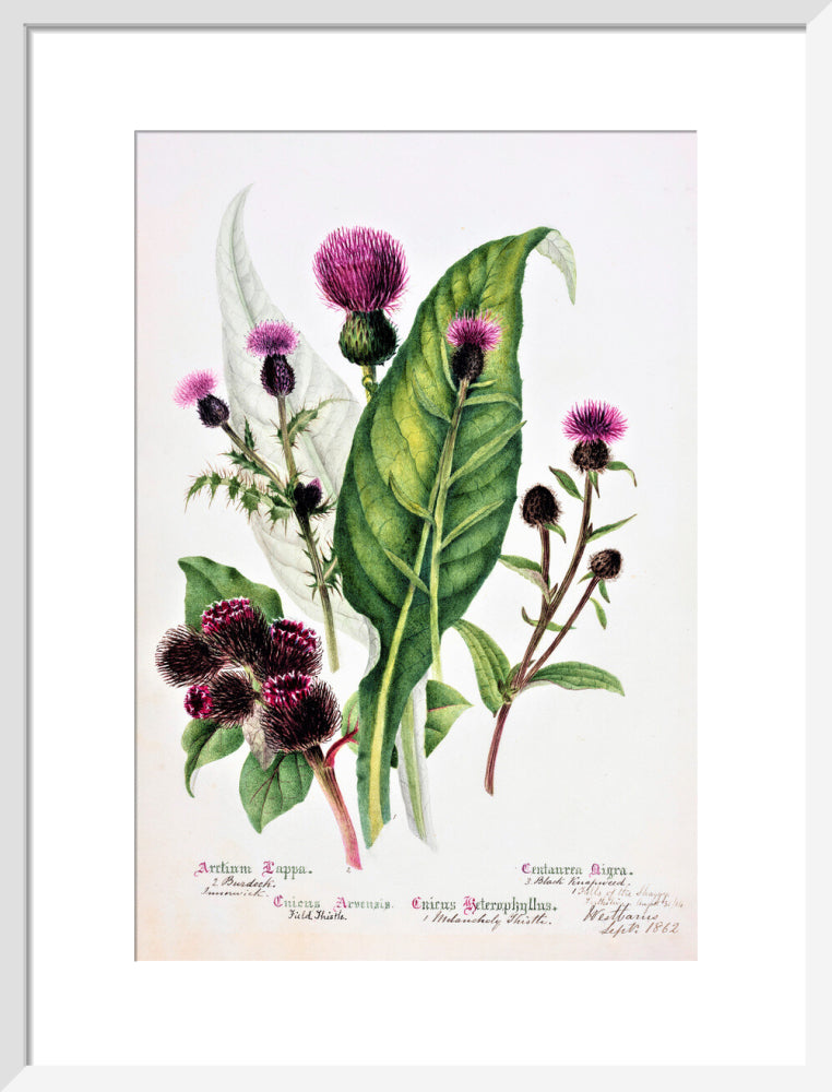 Thistle by Charlotte Cowan Pearson