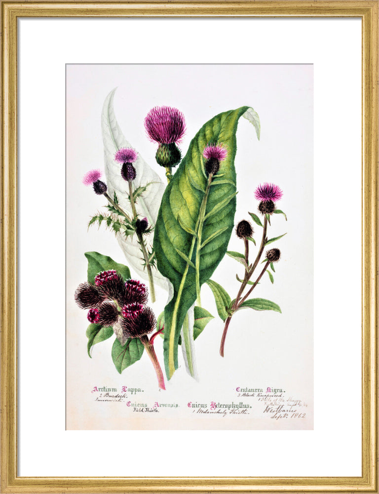 Thistle by Charlotte Cowan Pearson