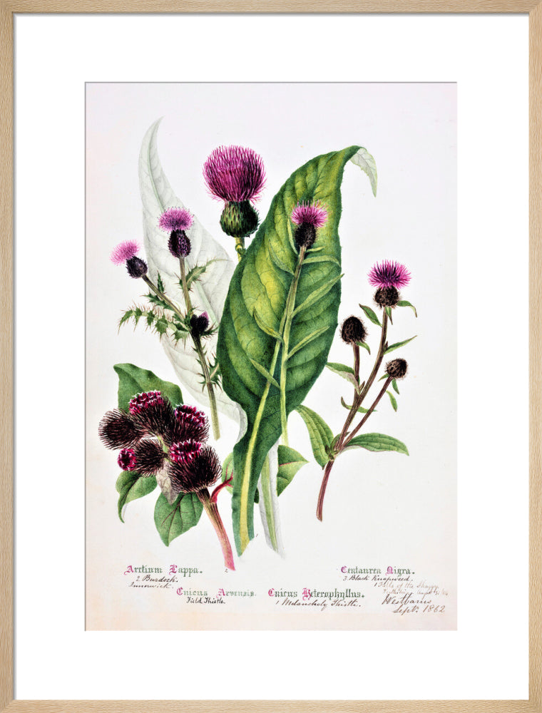 Thistle by Charlotte Cowan Pearson