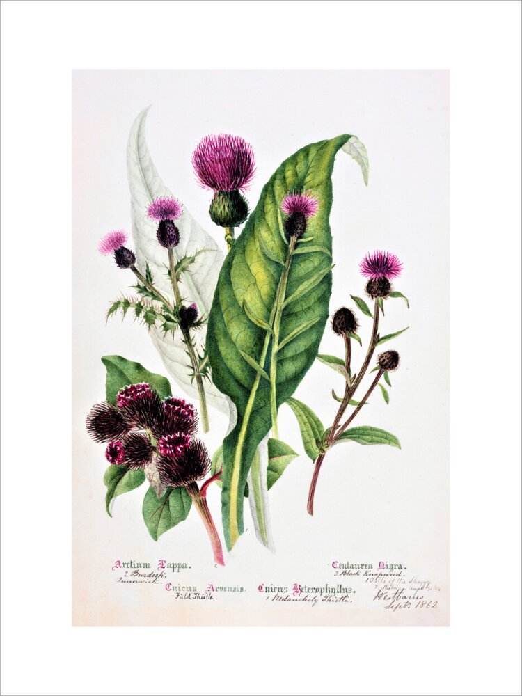 Thistle by Charlotte Cowan Pearson