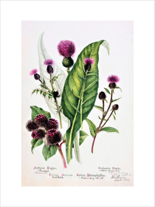 Thistle by Charlotte Cowan Pearson