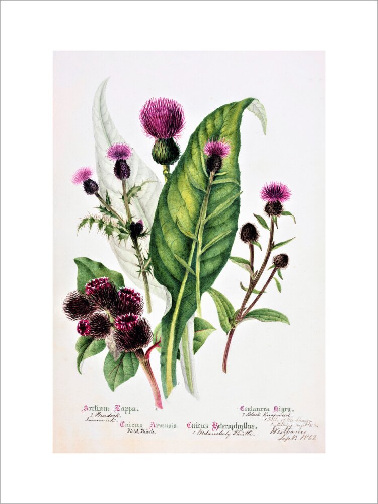 Thistle by Charlotte Cowan Pearson