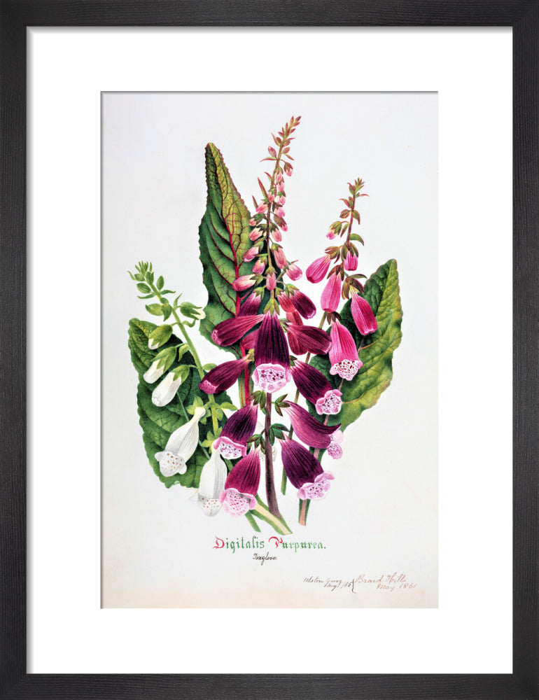 Foxglove by Charlotte Cowan Pearson