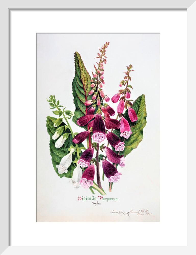 Foxglove by Charlotte Cowan Pearson