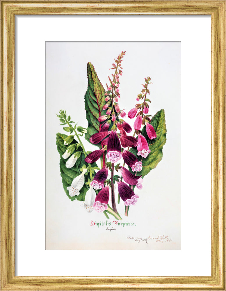 Foxglove by Charlotte Cowan Pearson
