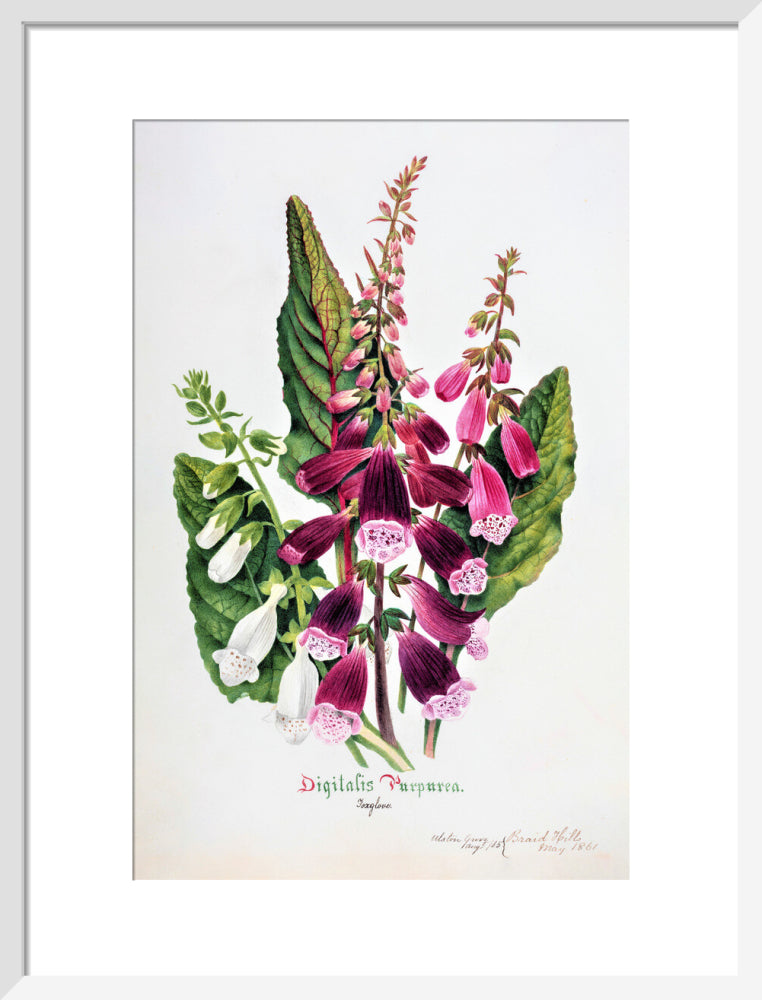 Foxglove by Charlotte Cowan Pearson