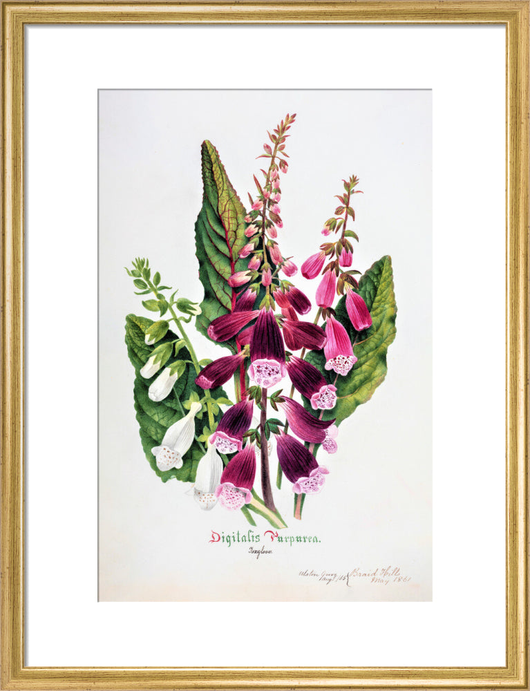 Foxglove by Charlotte Cowan Pearson