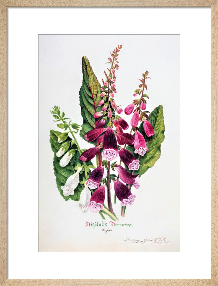 Foxglove by Charlotte Cowan Pearson