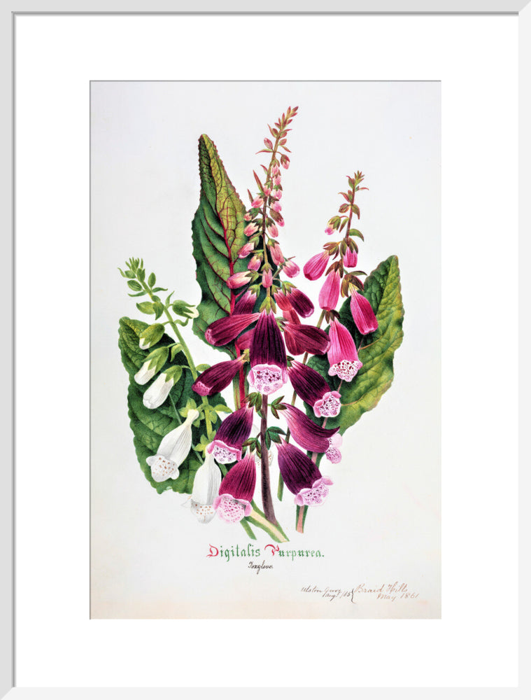 Foxglove by Charlotte Cowan Pearson