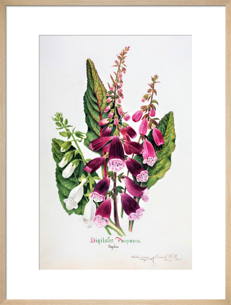 Foxglove by Charlotte Cowan Pearson