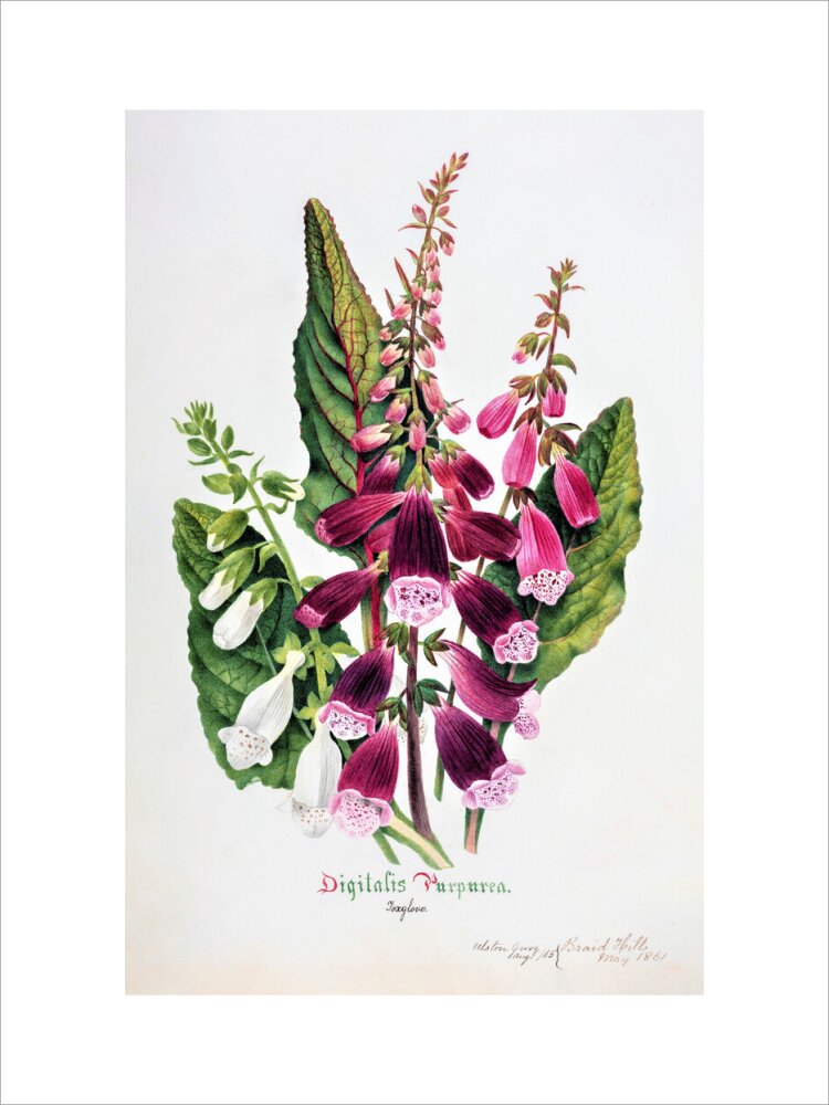 Foxglove by Charlotte Cowan Pearson