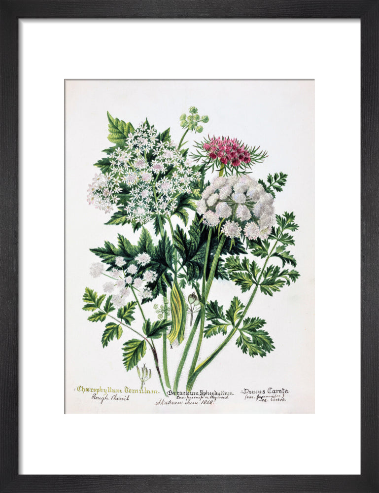 Hogweed by Charlotte Cowan Pearson