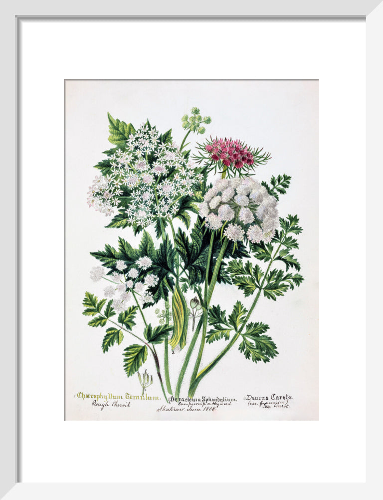 Hogweed by Charlotte Cowan Pearson