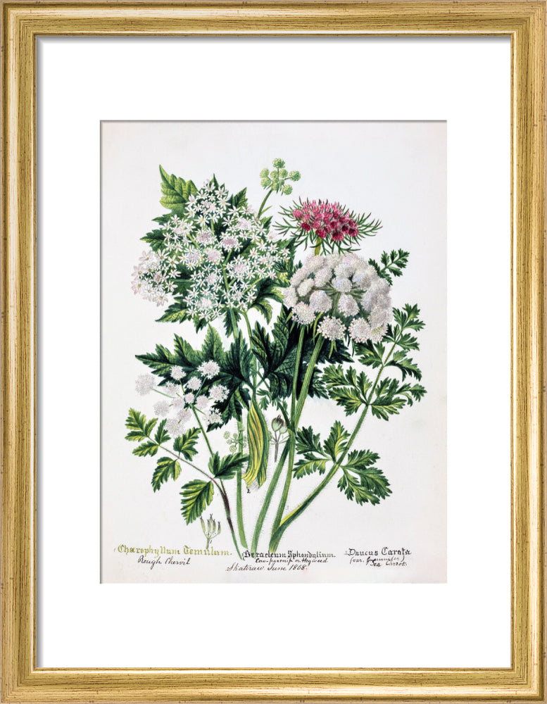 Hogweed by Charlotte Cowan Pearson