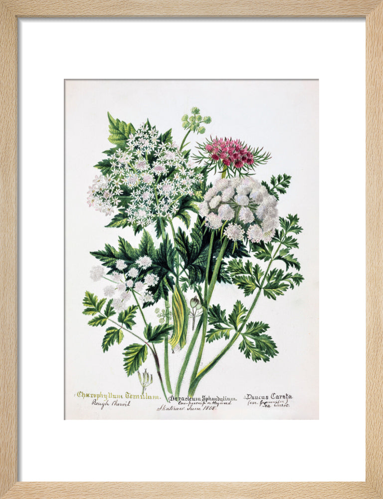 Hogweed by Charlotte Cowan Pearson