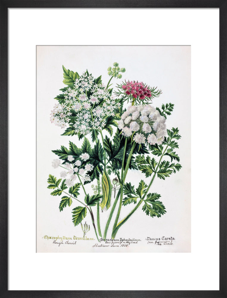 Hogweed by Charlotte Cowan Pearson