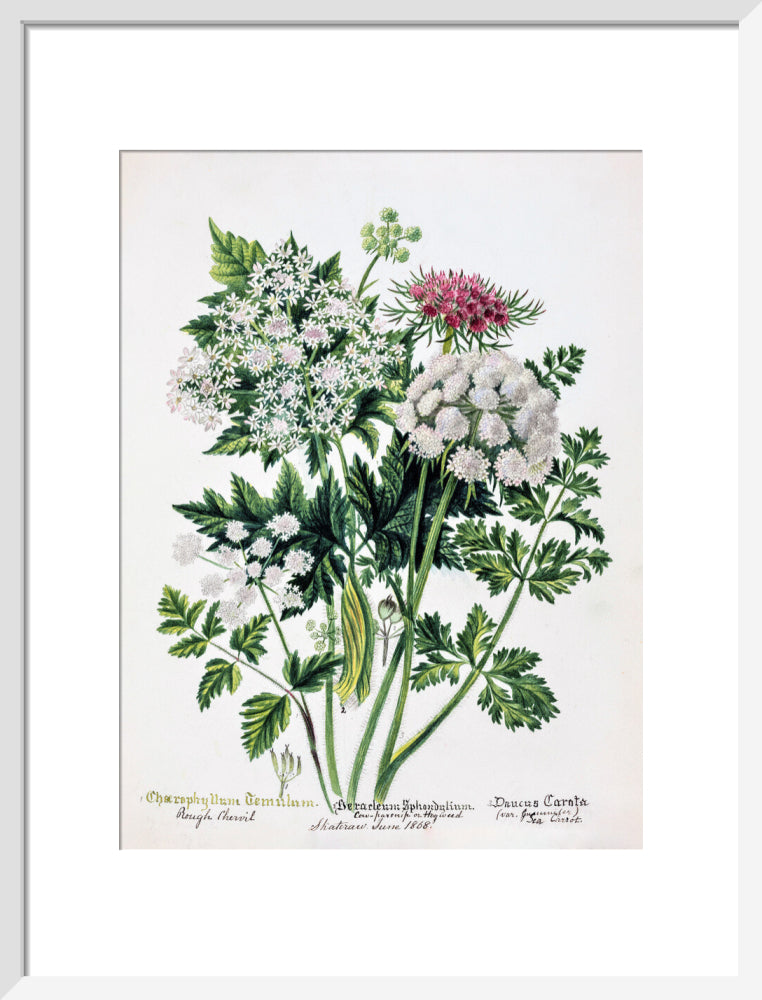 Hogweed by Charlotte Cowan Pearson