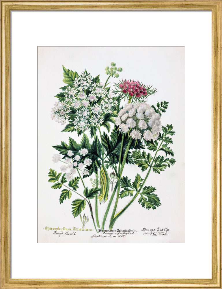 Hogweed by Charlotte Cowan Pearson