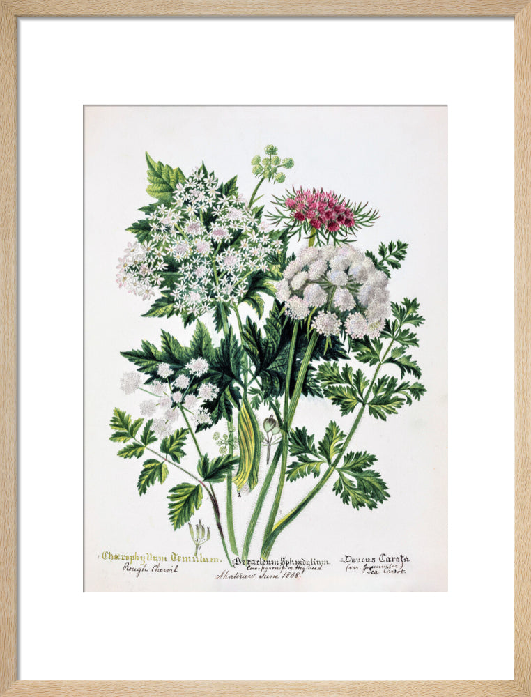 Hogweed by Charlotte Cowan Pearson