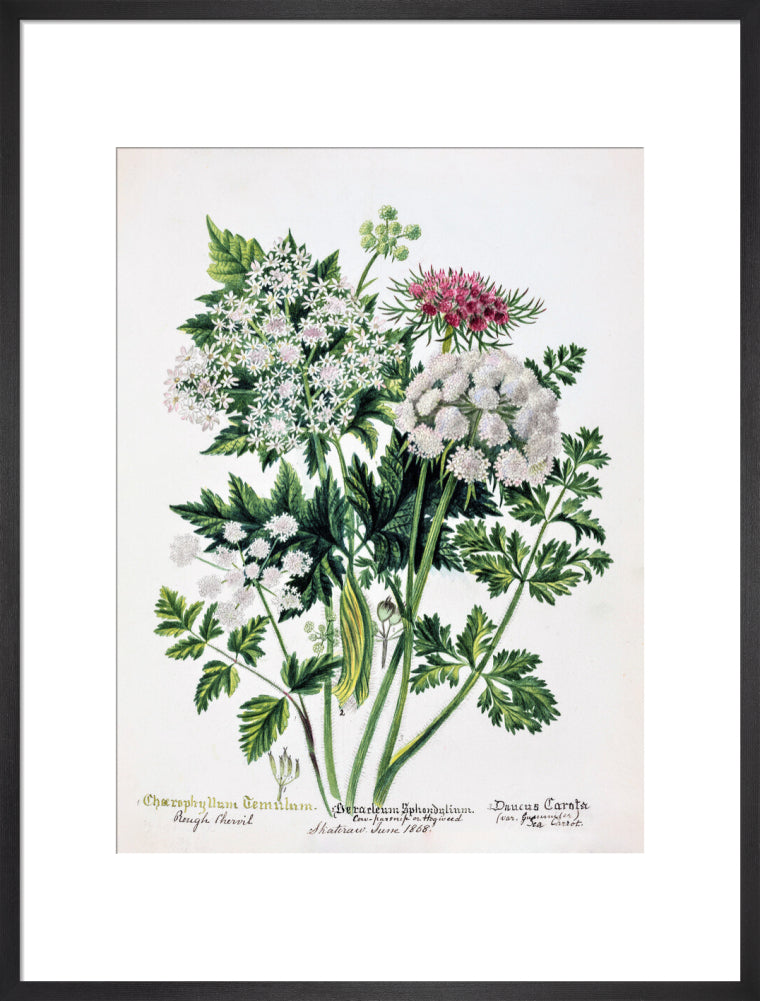 Hogweed by Charlotte Cowan Pearson