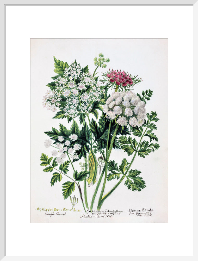 Hogweed by Charlotte Cowan Pearson