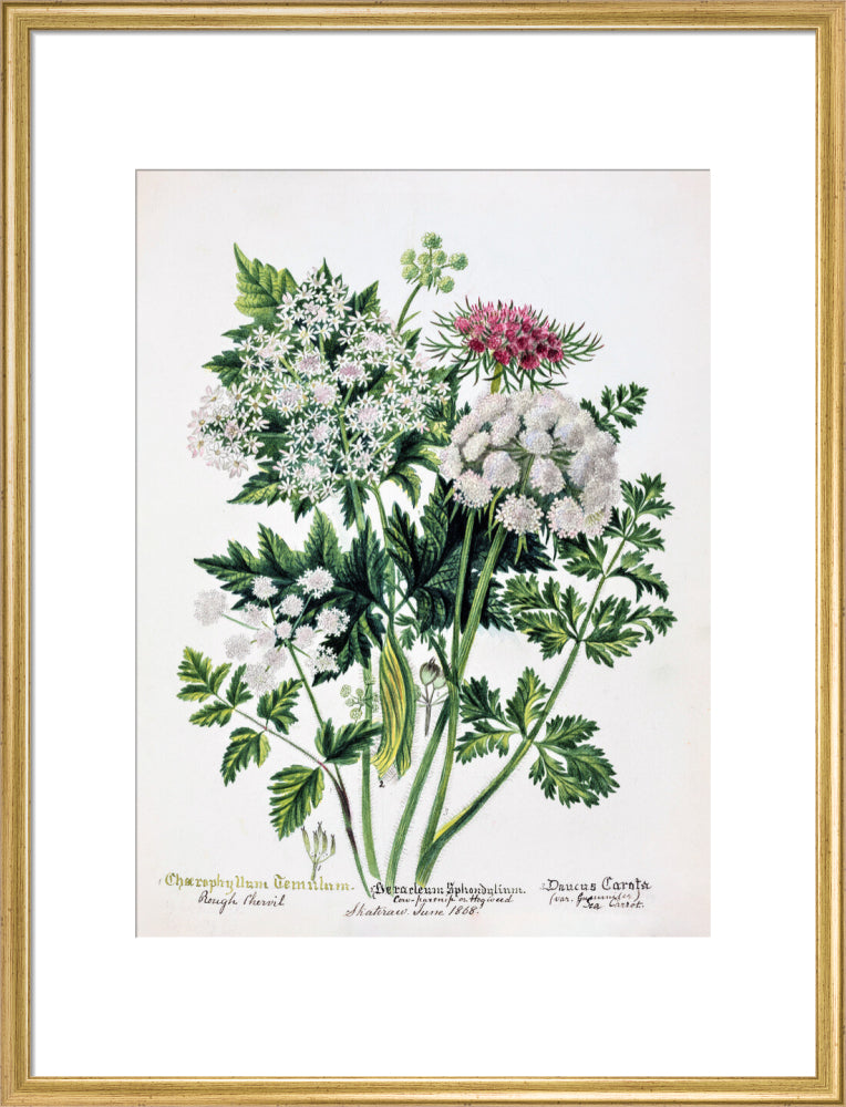 Hogweed by Charlotte Cowan Pearson