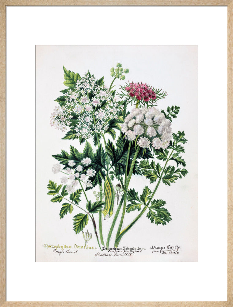 Hogweed by Charlotte Cowan Pearson