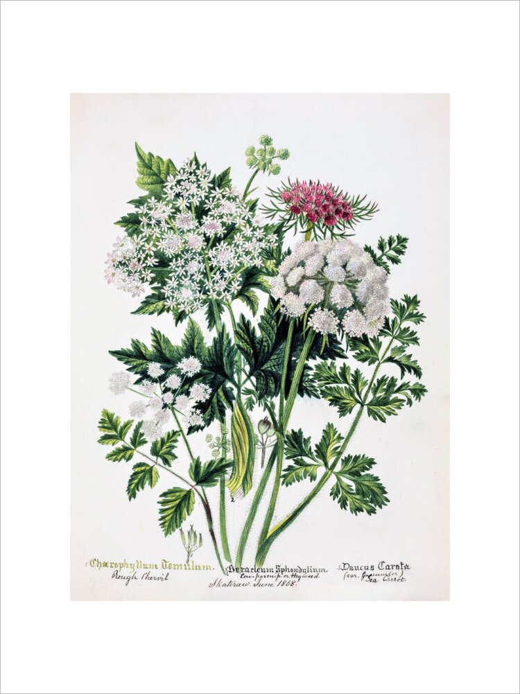 Hogweed by Charlotte Cowan Pearson