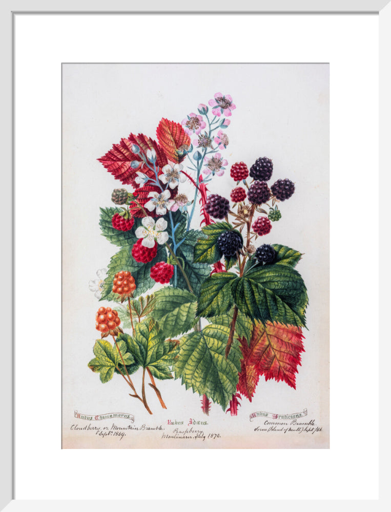 Mountain Bramble by Charlotte Cowan Pearson