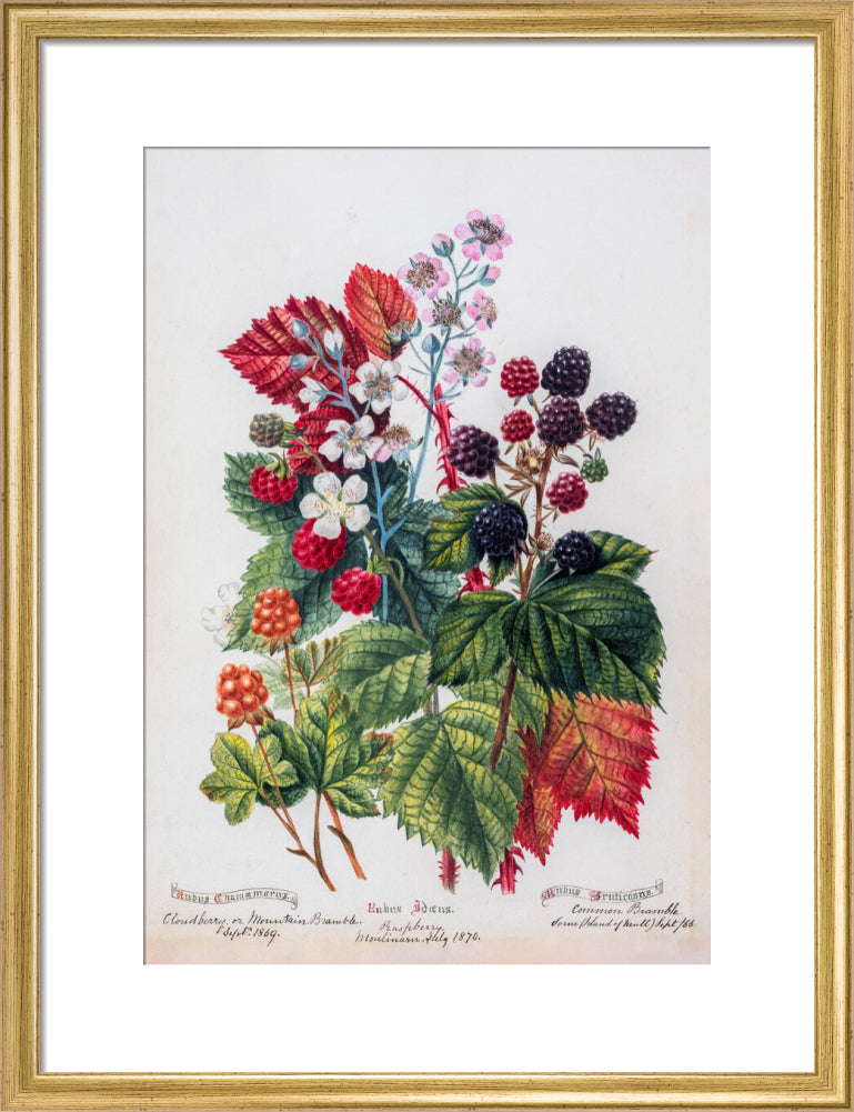 Mountain Bramble by Charlotte Cowan Pearson