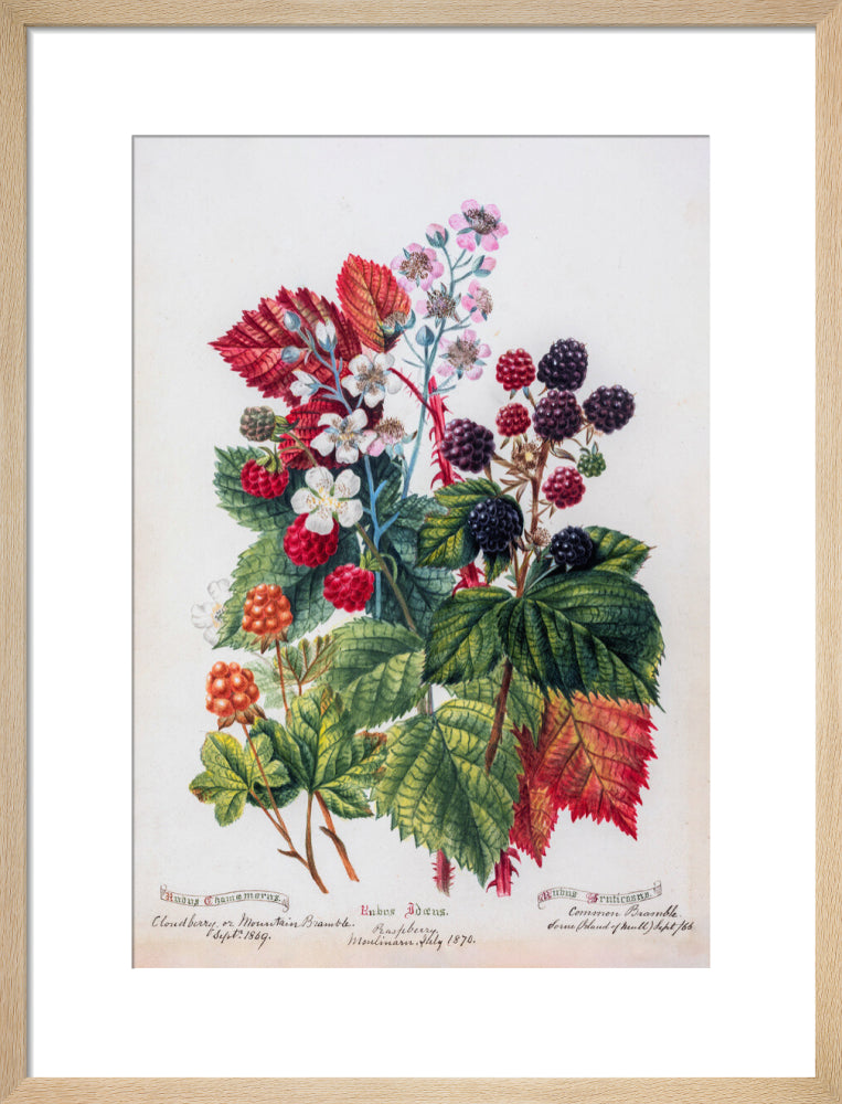 Mountain Bramble by Charlotte Cowan Pearson