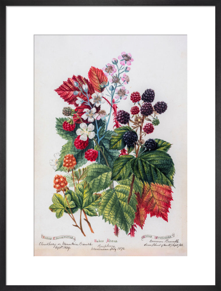 Mountain Bramble by Charlotte Cowan Pearson
