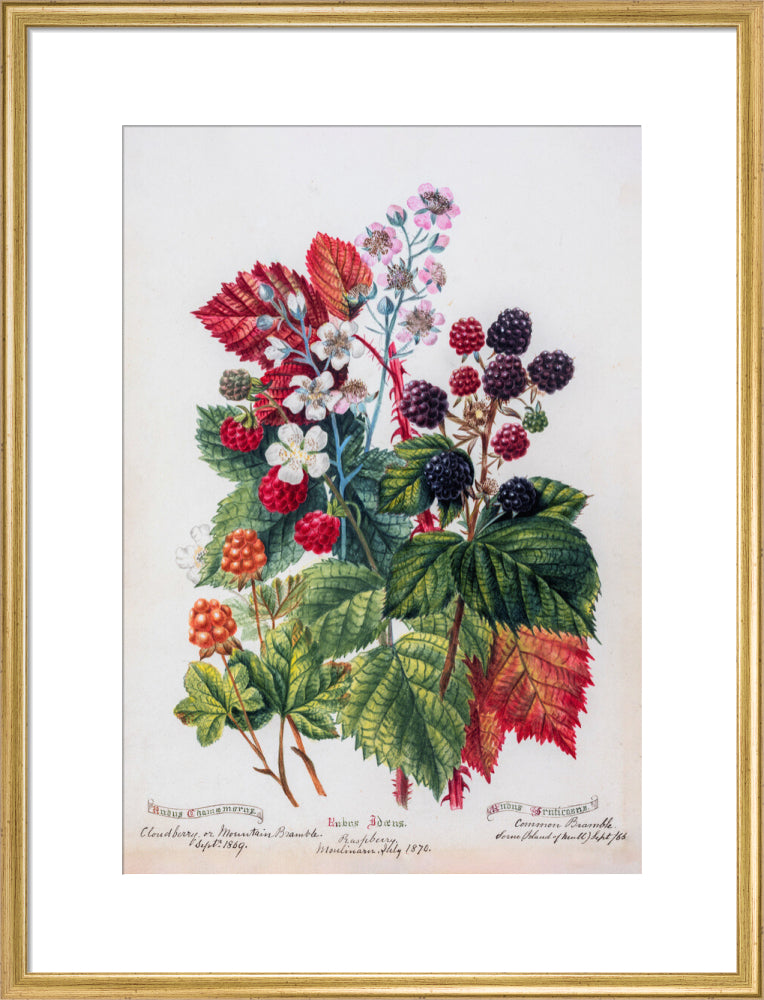 Mountain Bramble by Charlotte Cowan Pearson