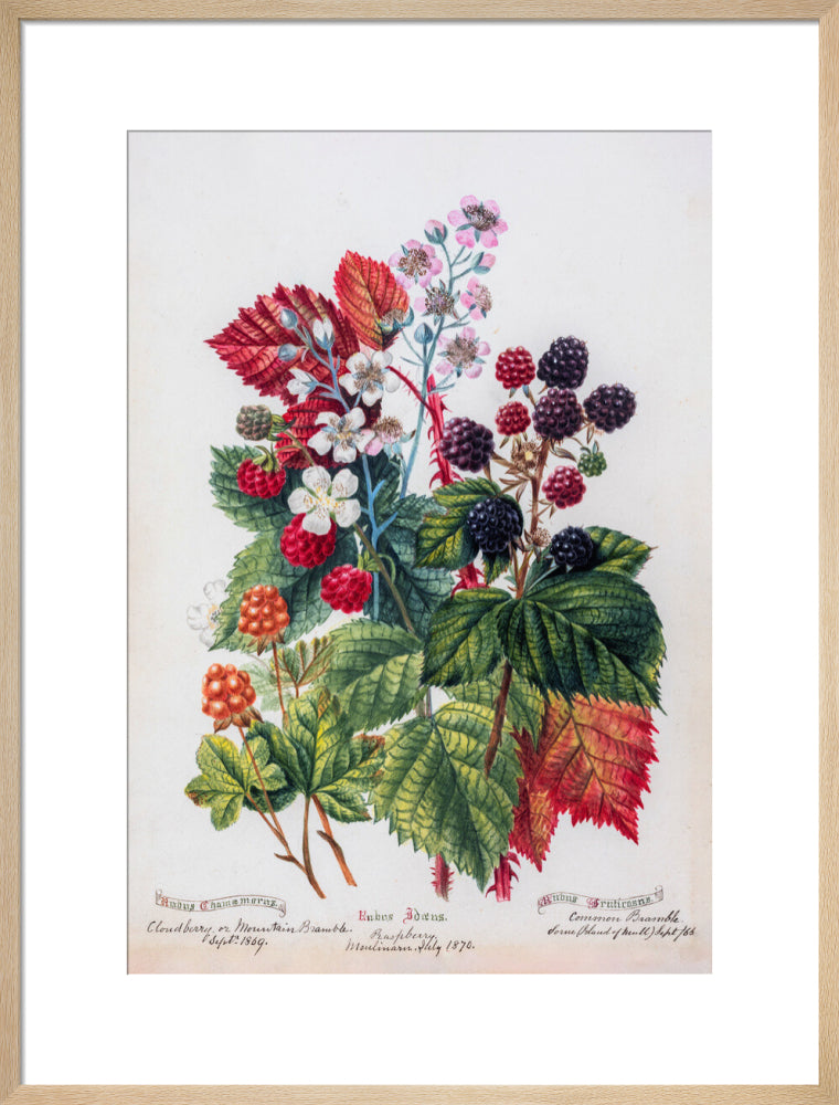 Mountain Bramble by Charlotte Cowan Pearson