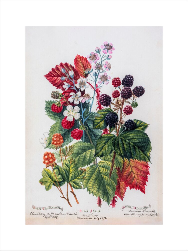 Mountain Bramble by Charlotte Cowan Pearson