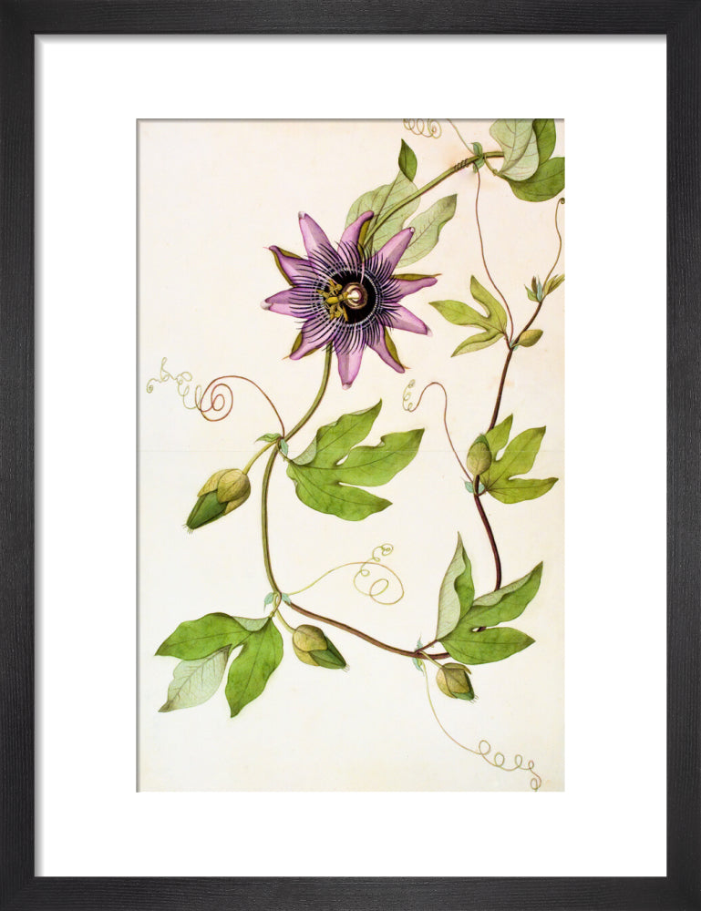 Passiflora Violacea - The Dapuri Collection