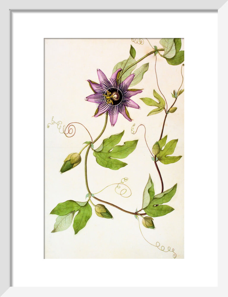 Passiflora Violacea - The Dapuri Collection