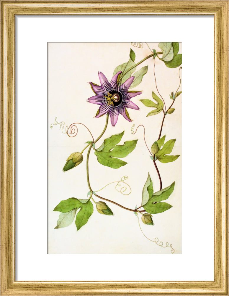 Passiflora Violacea - The Dapuri Collection