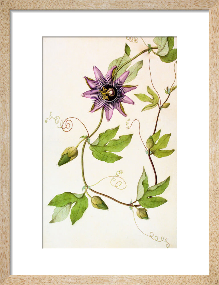 Passiflora Violacea - The Dapuri Collection