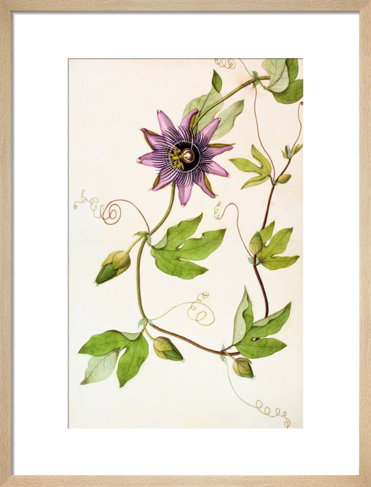 Passiflora Violacea - The Dapuri Collection