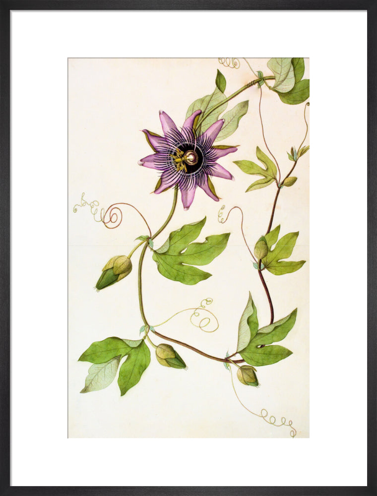 Passiflora Violacea - The Dapuri Collection