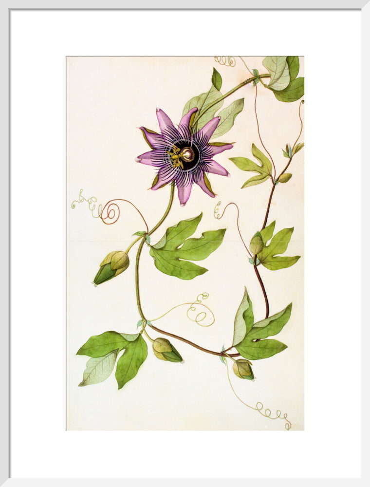 Passiflora Violacea - The Dapuri Collection