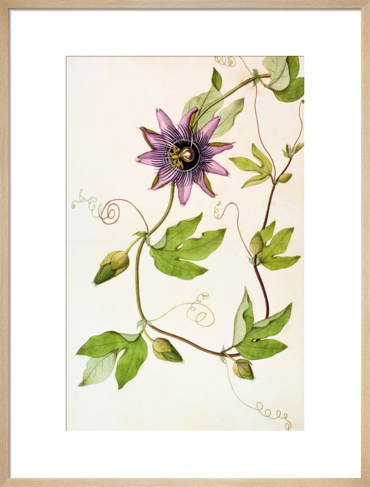 Passiflora Violacea - The Dapuri Collection