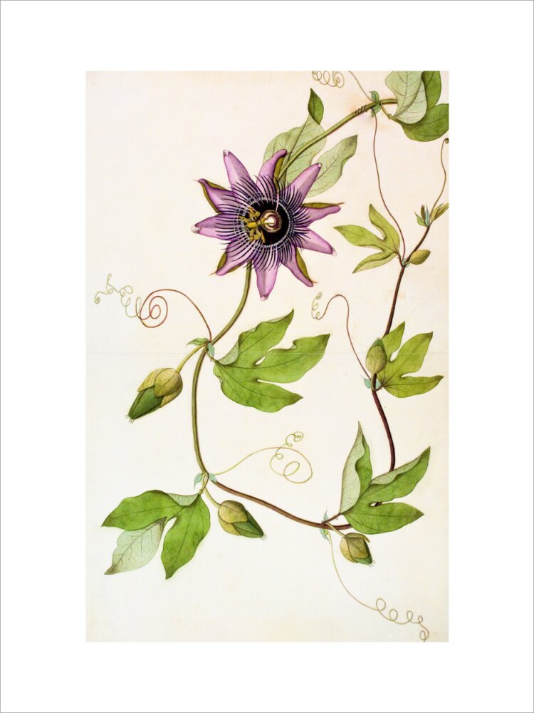 Passiflora Violacea