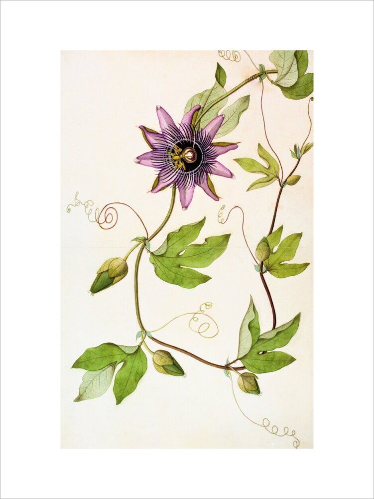 Passiflora Violacea - The Dapuri Collection