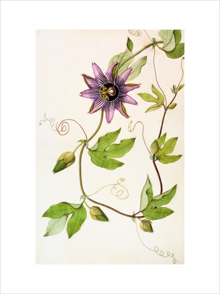 Passiflora Violacea