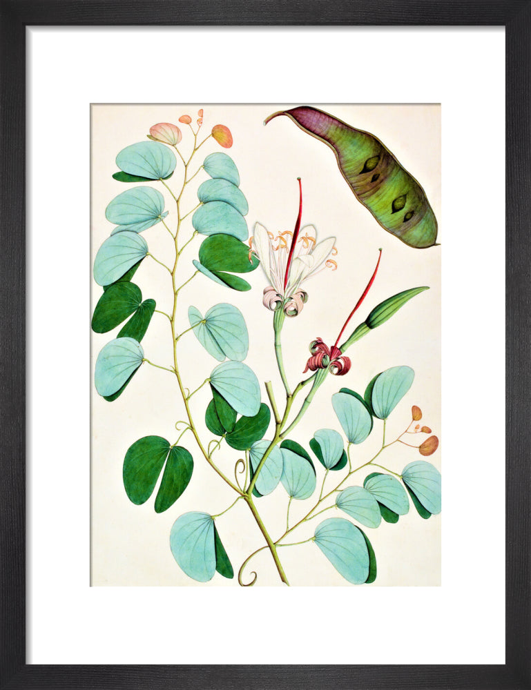 Bauhinia Semibifida - The Dapuri Collection
